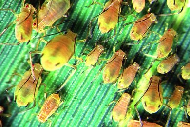 Mikropräparat - Aphidae, Blattläuse, total