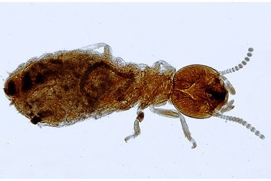 Mikropräparat - Isoptera, Termite, Arbeiter total *