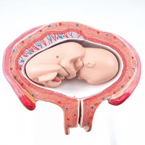 Fetus, 4. Monat, Bauchlage