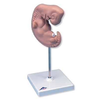Embryo, 25-fache Größe