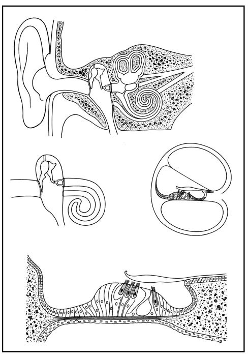 Skizzenblätter Biologie des Menschen -Teil III Steuerung, Medienpaket