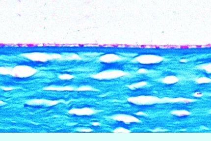 Mikropräparat - Einschichtiges Plattenepithel, Schnitt durch die Cornea des Auges einer Maus