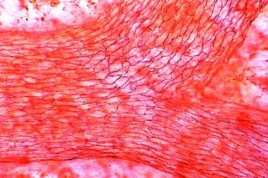 Mikropräparat - Endothel, Blutkapillaren im Mesenterium. Darstellung der Zellgrenzen durch Versilberung