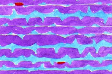 Mikropräparat - Elastisches Bindegewebe, Ligamentum nuchae vom Rind, längs