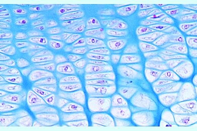 Mikropräparat - Fetaler Hyalinknorpel vom Mäuseembryo, quer