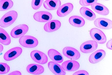 Mikropräparat - Blut vom Aalmolch (Amphiuma), Ausstrich. Giemsafärbung. Sehr große Erythrozyten