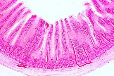 Mikropräparat - Dünndarm vom Hund, quer. Injiziert zur Darstellung der Blutgefäße (blau) und Gegenfärbung der Kerne (rot)