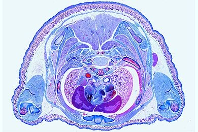 Mikropräparat - Embryo der Maus, Thorax quer