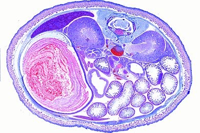 Mikropräparat - Embryo der Maus, Abdomen quer