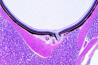 Mikropräparat - Auge der Katze, hinterer Teil mit Retina, sagittal längs