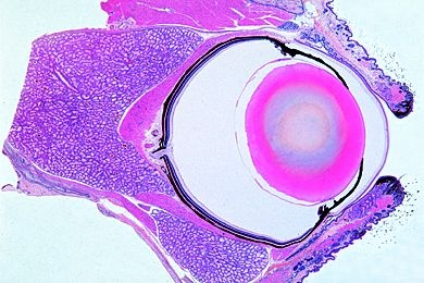 Mikropräparat - Auge der Ratte, ganzes Organ. Medianer Sagittalschnitt ...