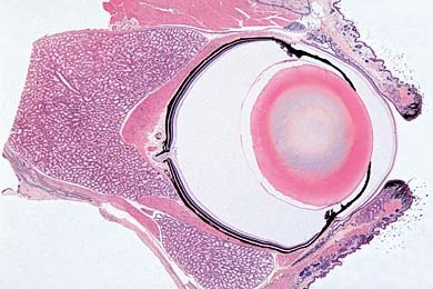 Mikropräparat - Auge der Ratte, ganzes Organ sagittal längs, Übersichtspräparat