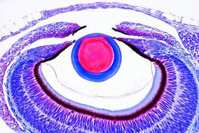 Mikropräparat - Alloteuthis, Auge längs