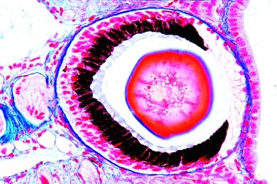 Mikropräparat - Helix pomatia, Augenfühler mit Linsenauge, längs