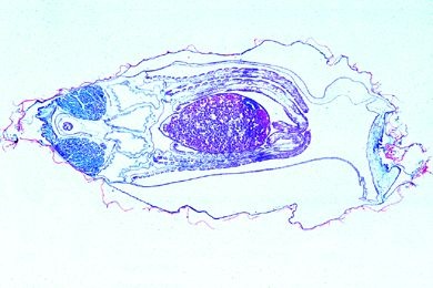 Mikropräparat - Anodonta, Teichmuschel, kleines Tier, quer