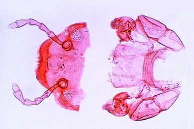 Mikropräparat - Julus (oder andere Art), Kopf mit Mundwerkzeugen (Gnathochilarium), total