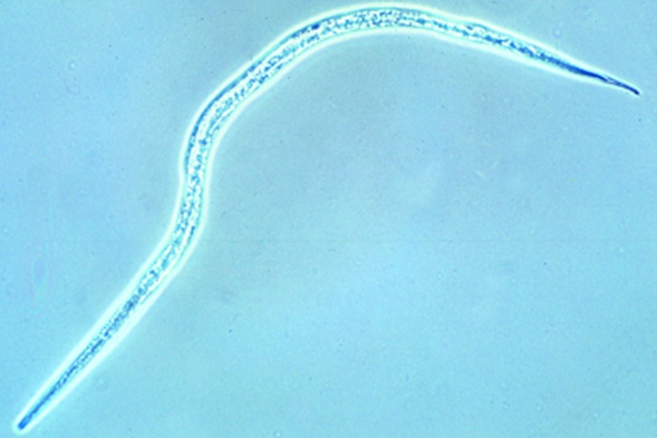 Mikropräparat - byloides, filariforme (infektiöse) Larven, total