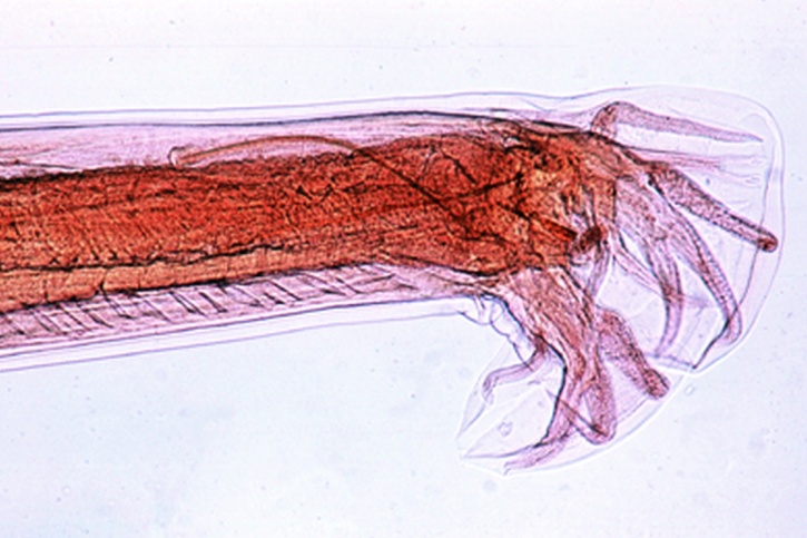 Mikropräparat - Ancylostoma caninum, Hakenwurm vom Hund, Männchen total