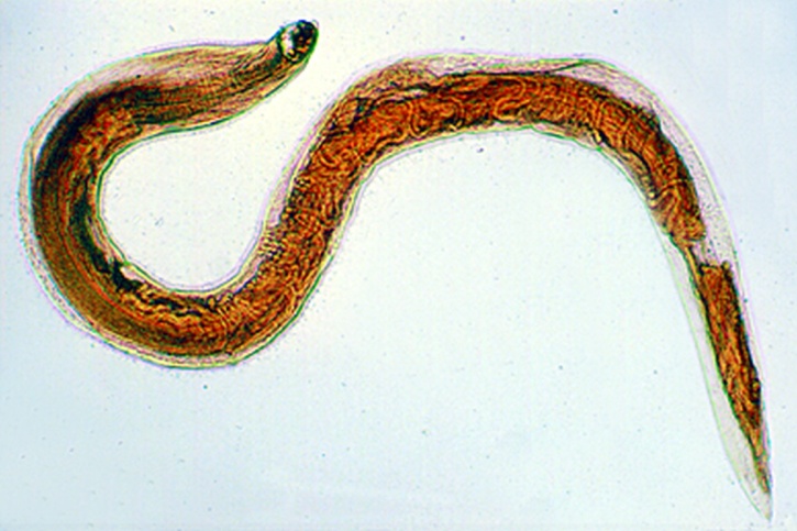 Mikropräparat - Ancylostoma caninum, Weibchen total