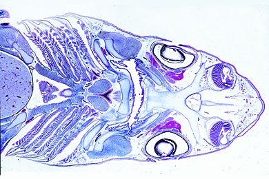 Mikropräparat - Scyllium, Haifisch, junges Tier, Kopf und Kiemenregion, frontal*