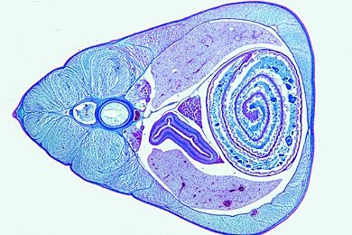Mikropräparat - Scyllium, Abdominalregion mit Leber und Spiraldarm, quer