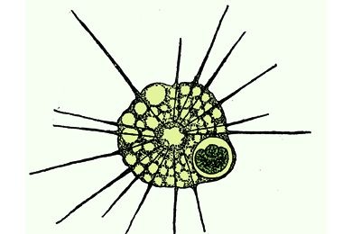 Mikropräparat - Actinosphaerium, Sonnentierchen (Heliozoen) *