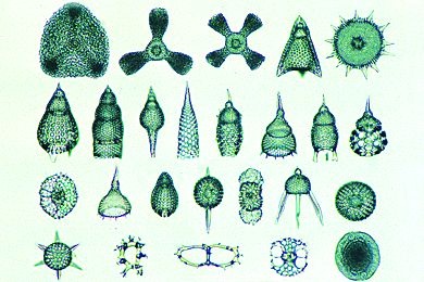 Mikropräparat - Radiolaria, Strahlentierchen. Streupräparat mit vielen Formen