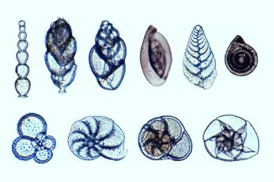 Mikropräparat - Foraminifera, Kammertierchen. Streupräparat mit vielen Formen
