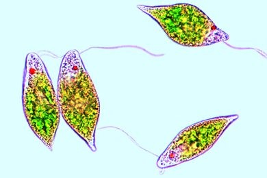 Mikropräparat - Euglena, Augentierchen. Zellkern, Geißel, Chromatophoren, Paramylumkörner, Augenfleck