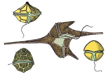 Mikropräparat - Ceratium spec., verschiedene marine Arten