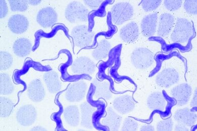 Mikropräparat - Trypanosoma rhodesiense, Erreger der Schlafkrankheit des ...