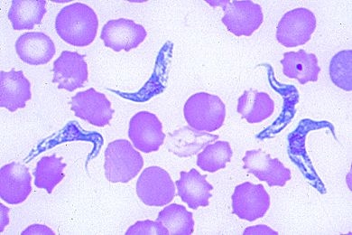 Mikropräparat - Trypanosoma equiperdum, Beschälseuche (Dourine) der Pferde. Blutausstrich