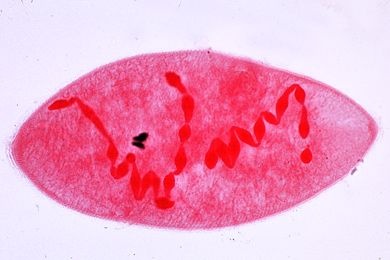 Mikropräparat - Spirostomum ambiguum, Wimpertierchen mit Rosenkranzkern