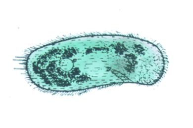 Mikropräparat - Colpidium, Nierentierchen, aus Infusionen