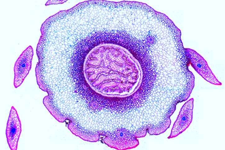 Mikropräparat - Lycopodium, Stamm quer. Plectostele