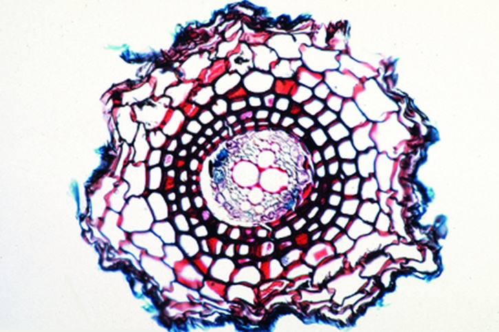 Mikropräparat - Pteridium, Adlerfarn, Wurzel quer