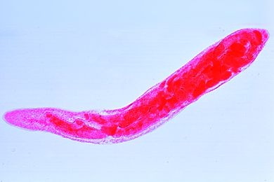 Mikropräparat - Fasciola hepatica, Redien, total *
