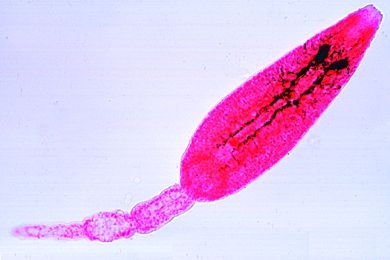 Mikropräparat - Fasciola hepatica, Cercarien, total *