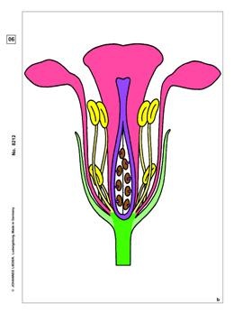 Blütenpflanzen, Blüten und Früchte, Basis-CD