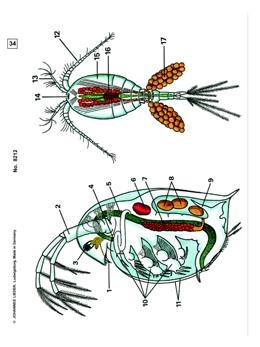 Die Wunderwelt im Wassertropfen, Ergänzungs-CD zu CD-SM-41