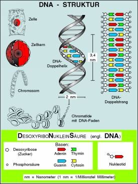 Transparentsatz DNA-Struktur und DNA-Verdopplung