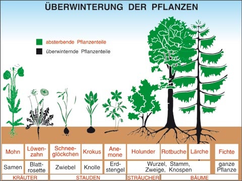 Transparentsatz Überwinterung der Pflanzen