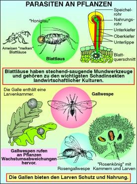 Transparentsatz Parasiten an Pflanzen