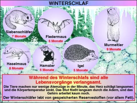 Transparentsatz Winterschlaf