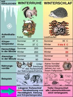 Transparentsatz Winterruhe