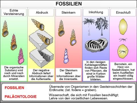 Transparentsatz Wie Fossilien entstanden sind