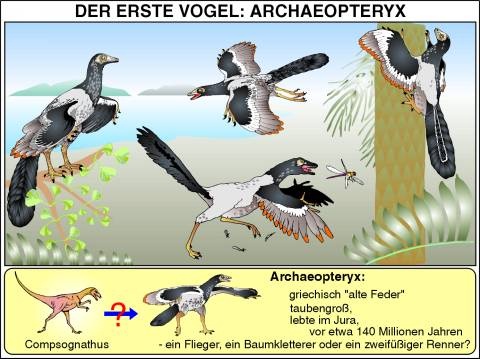 Transparentsatz Der erste Vogel: Archaeopteryx