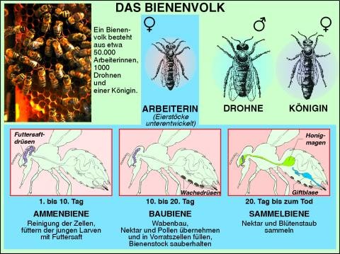 Transparentsatz Honigbiene (Lebensweise und Entwicklung)
