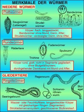 Transparentsatz Merkmale der Würmer