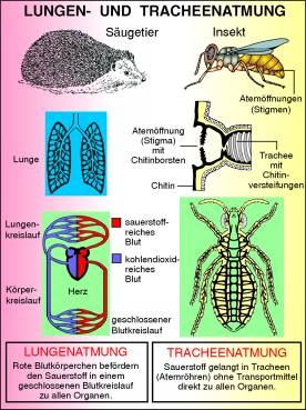 Transparentsatz Lungen- und Tracheenatmung